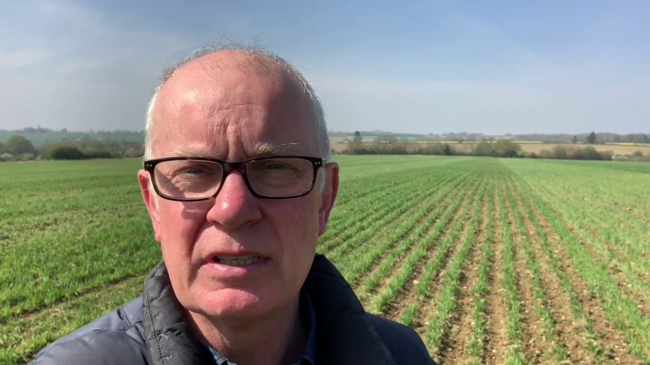 A Living Mulch in an Organic Rotation (Part 1)