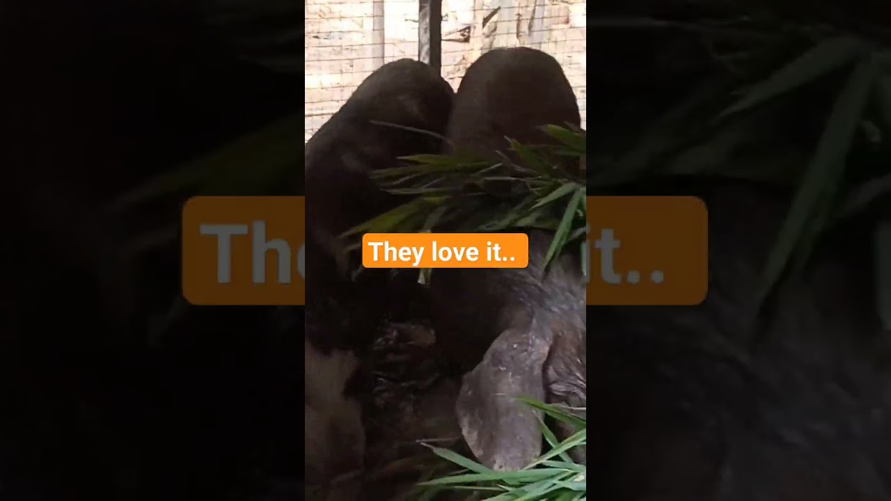 SOUTHERN FARM | Giving bamboo Leaf to Pigs |