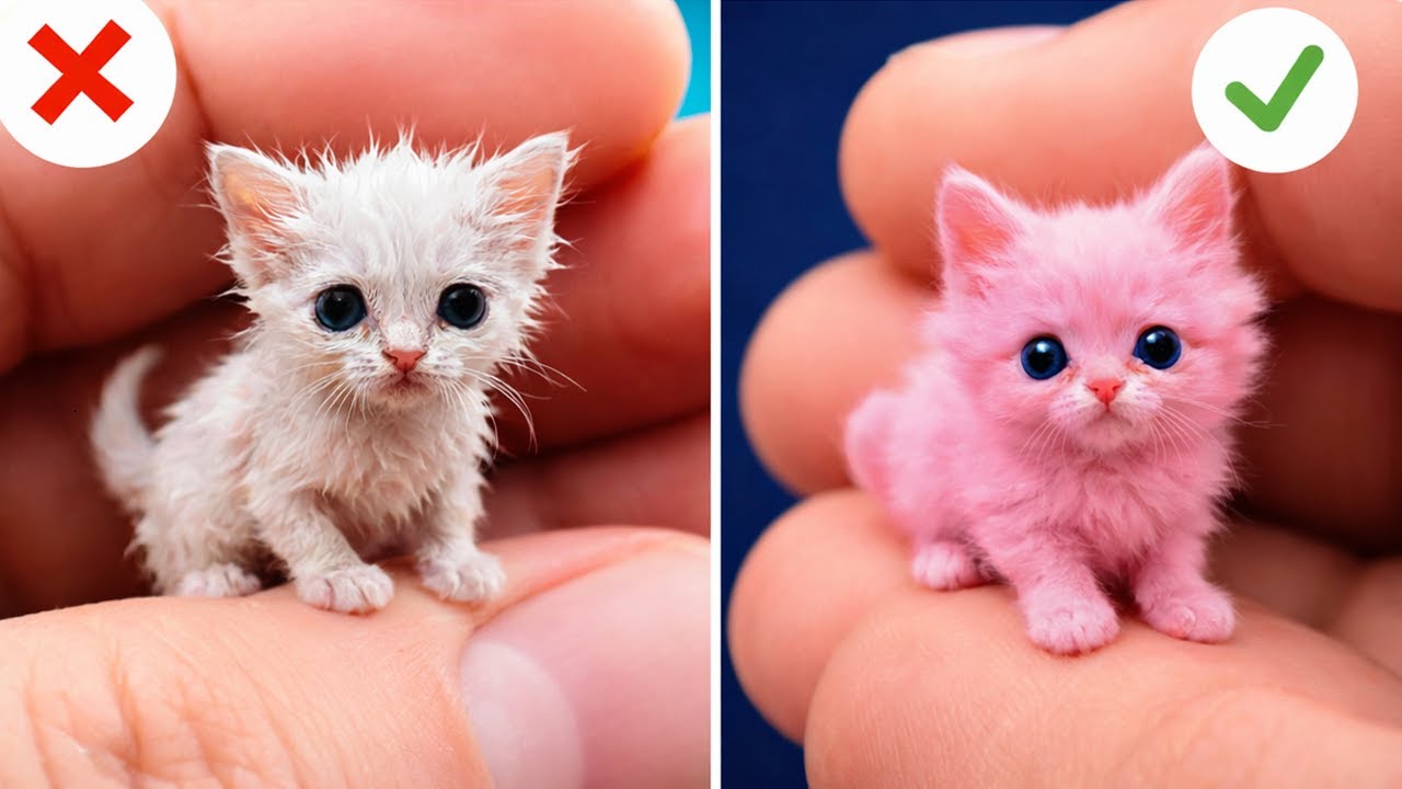 TikTok Trends + Cats = HILARIOUS 😹🐾 Best Reactions by 123GO! ZOO
