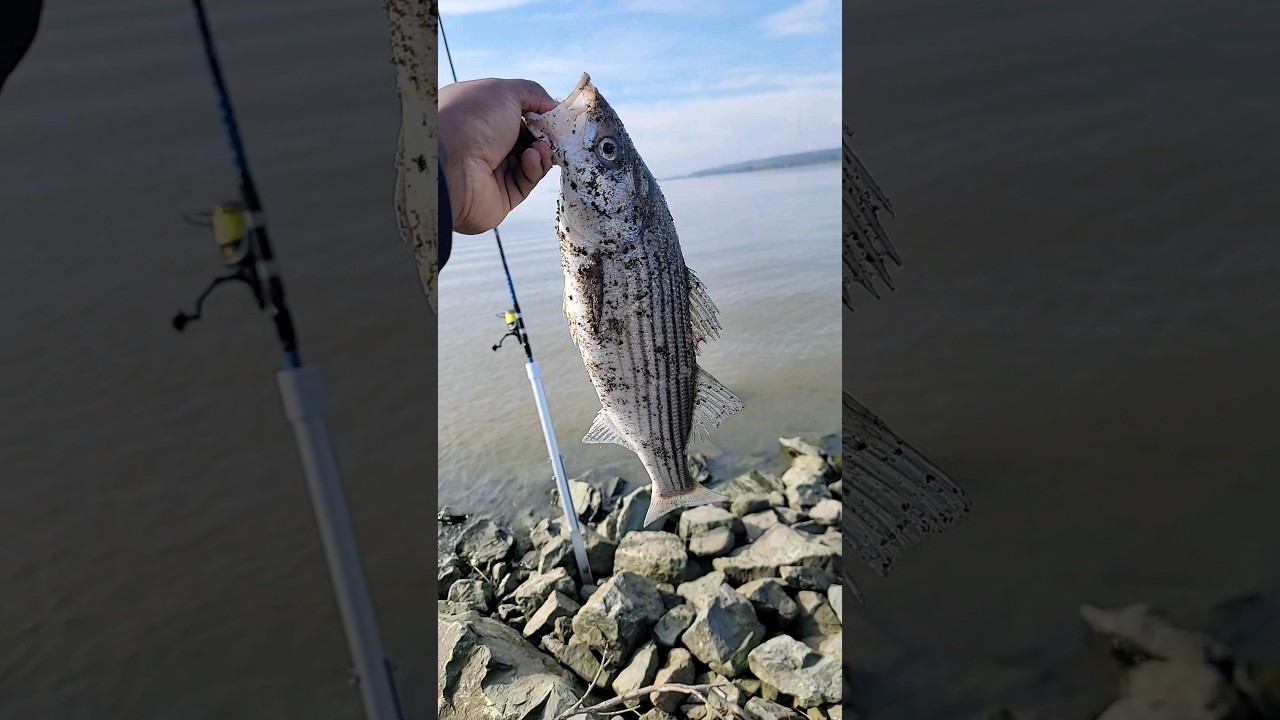 #stripedbass
