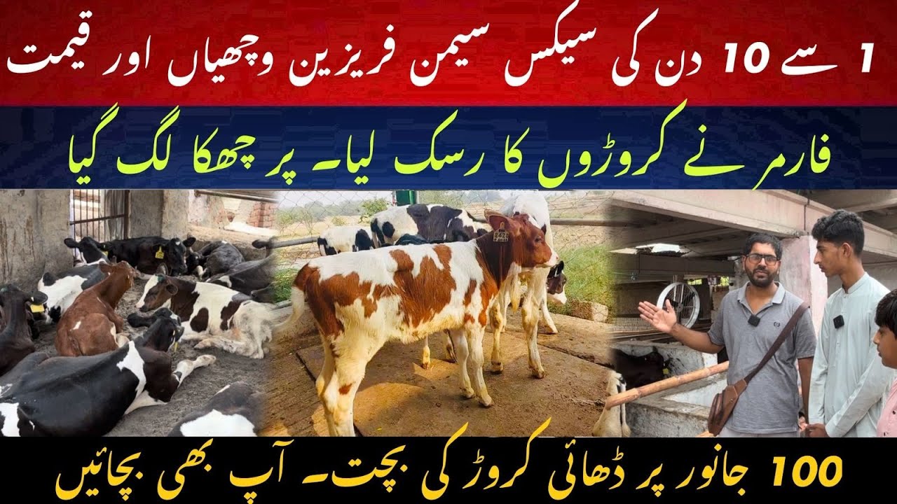 10 days old sex semen Friesien and imported cross calves II Farmer took millions risk 