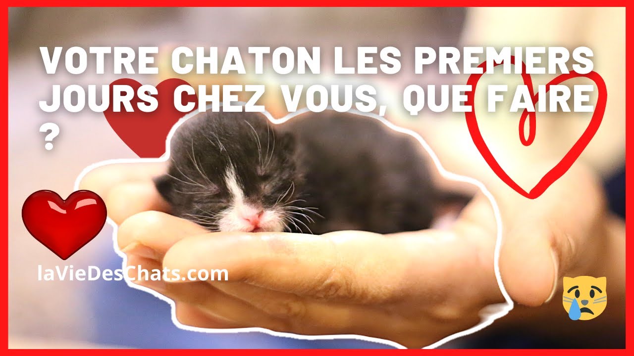 POUR VOTRE CHATON LES PREMIERS JOURS, que faire au mieux ?