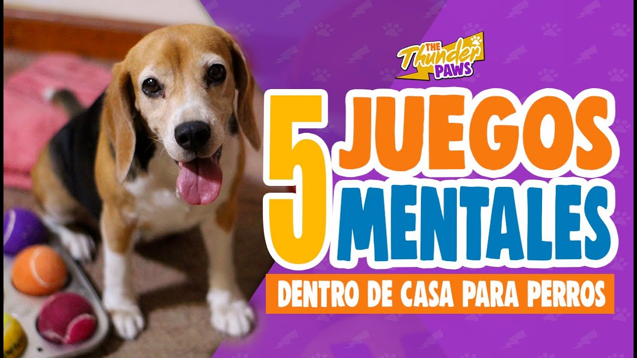 5 RETOS MENTALES PARA TU PERRO en 2026 dentro de casa || #TheThunderPaws