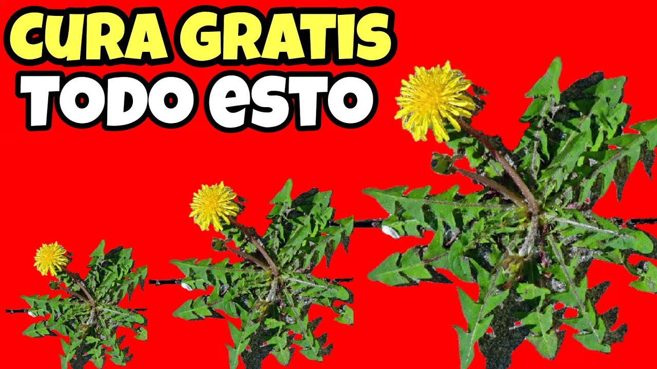 🌼 &iquest;Como TOMAR y USAR el DIENTE de LE&Oacute;N? Beneficios y Usos de la Planta en la Salud