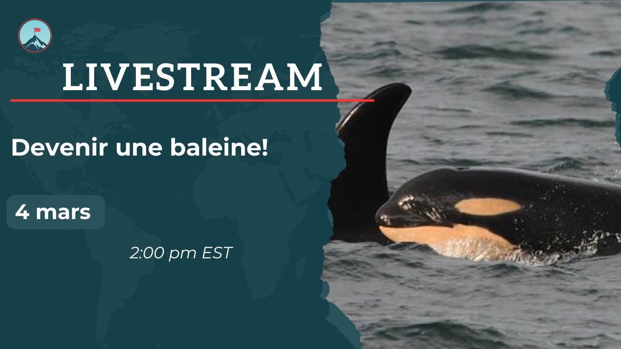 Devenir une baleine!