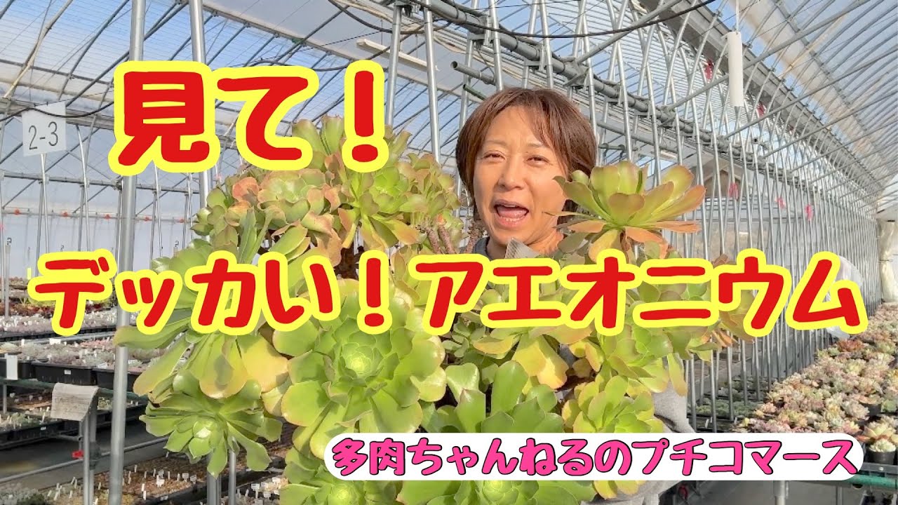 【多肉植物】見てみてみて❣️デッカい‼️アエオニウム 仕立て直すよー2026年1月22日