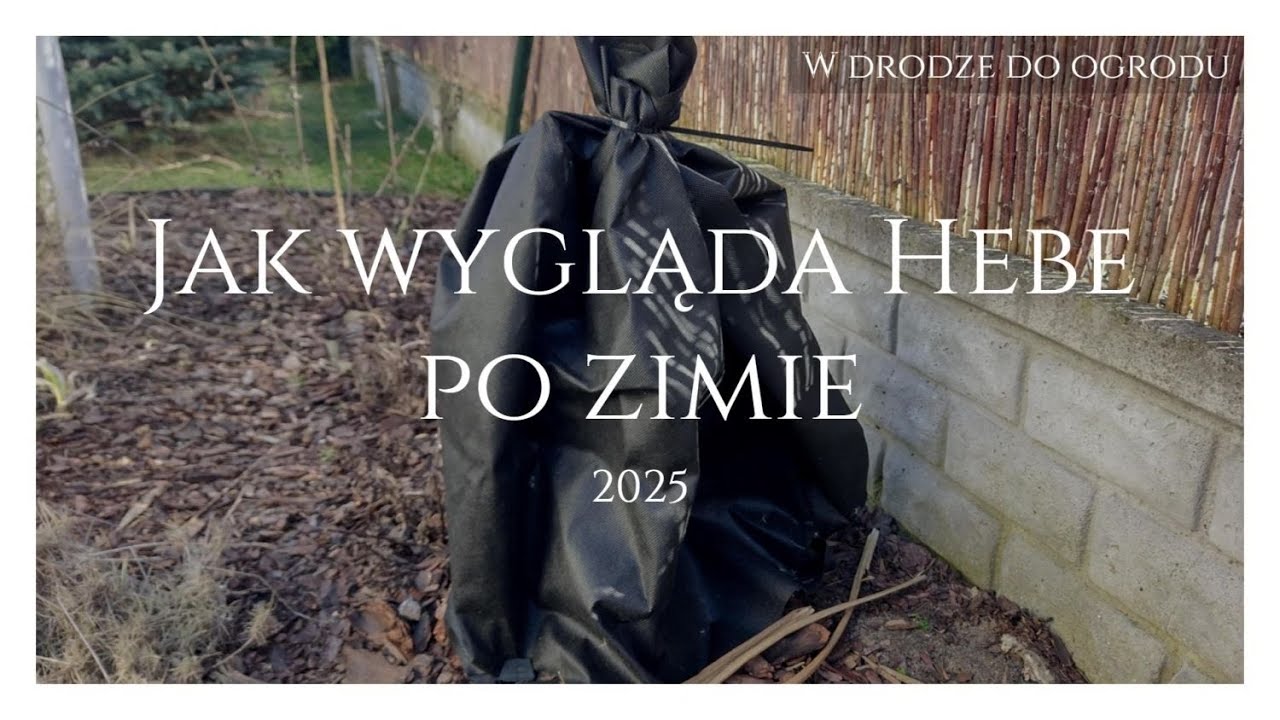 Jak wygląda Hebe po zimie 2025