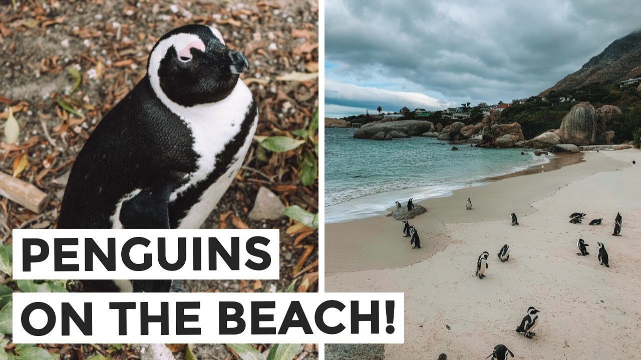 BABY PENGUINS IN CAPE TOWN &ndash; Exploring Boulders Beach