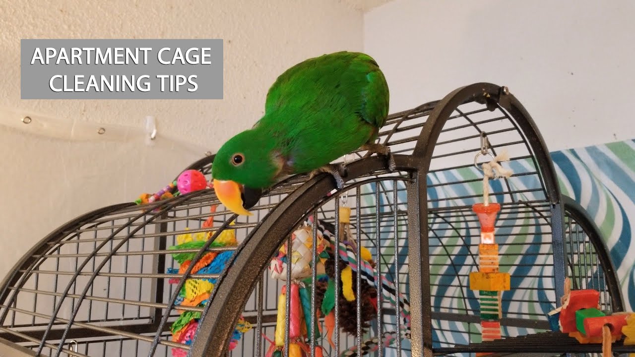 Living with a Parrot in an Apartment/Condo - Cage Cleaning Tips