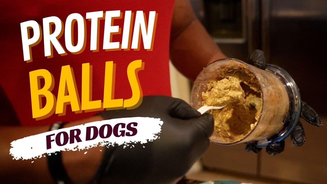 How to Make Protein Balls for Dogs (Training Treats)