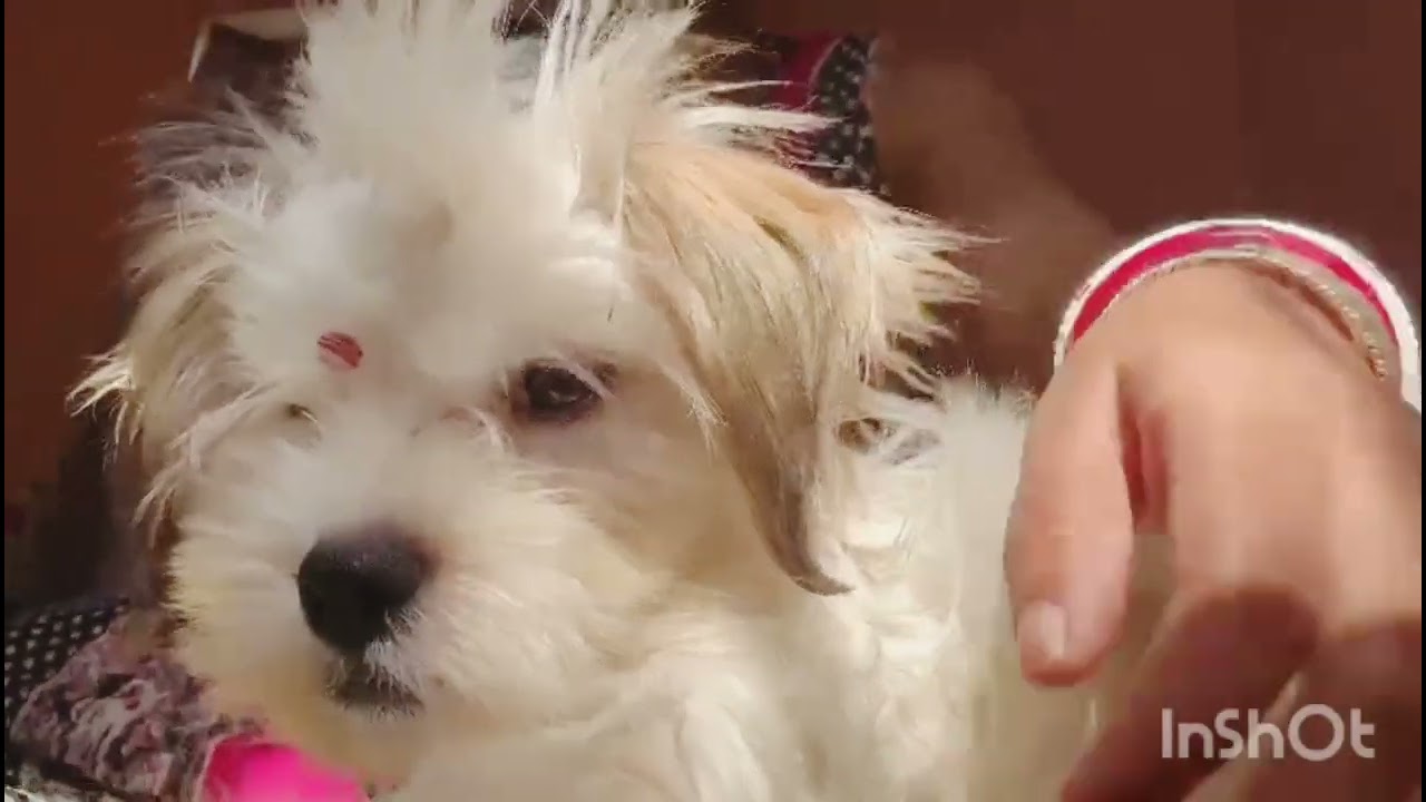 আজ শ্রী পড়তে বসে কী কাণ্ড ঘটালো।#dailyvlog#everyone#lasaapsodog#doglover#dogs#funnyvideo#subscribe