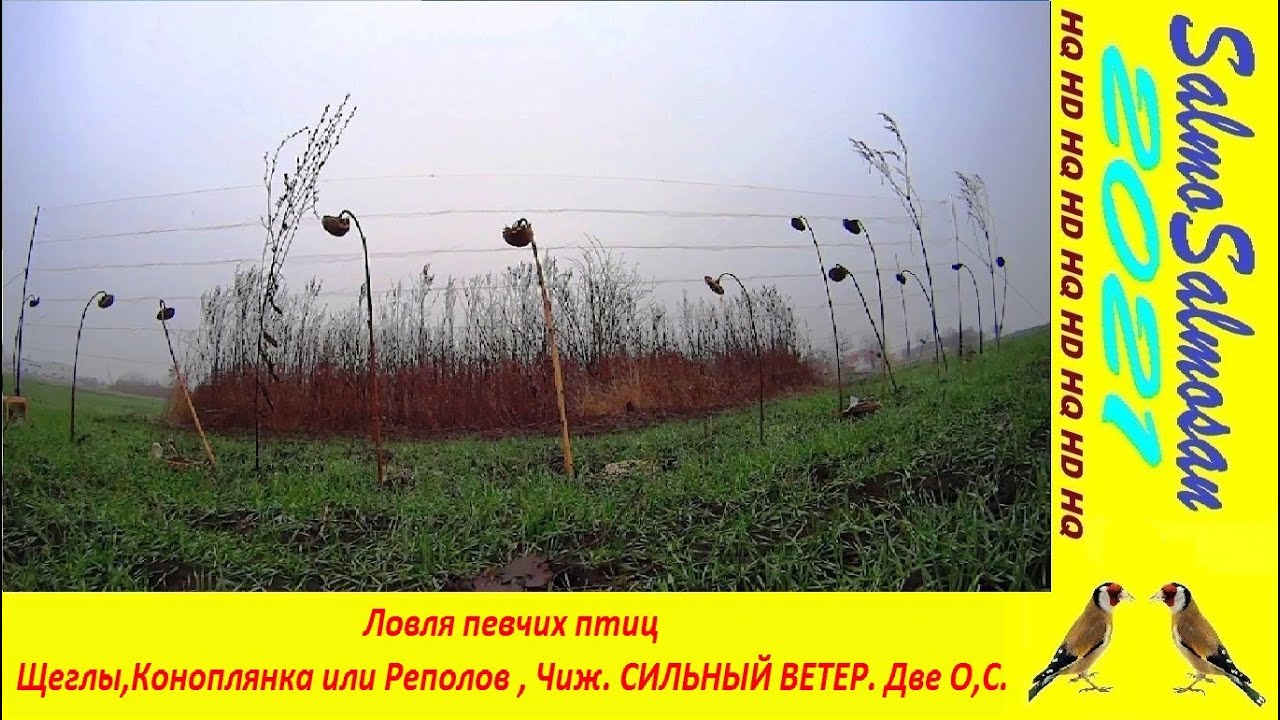 Ловля певчих птиц - Щеглы,Коноплянка или Реполов , Чиж. СИЛЬНЫЙ ВЕТЕР. Две О,С.
