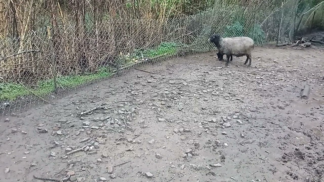 Second Lamb of the Season 