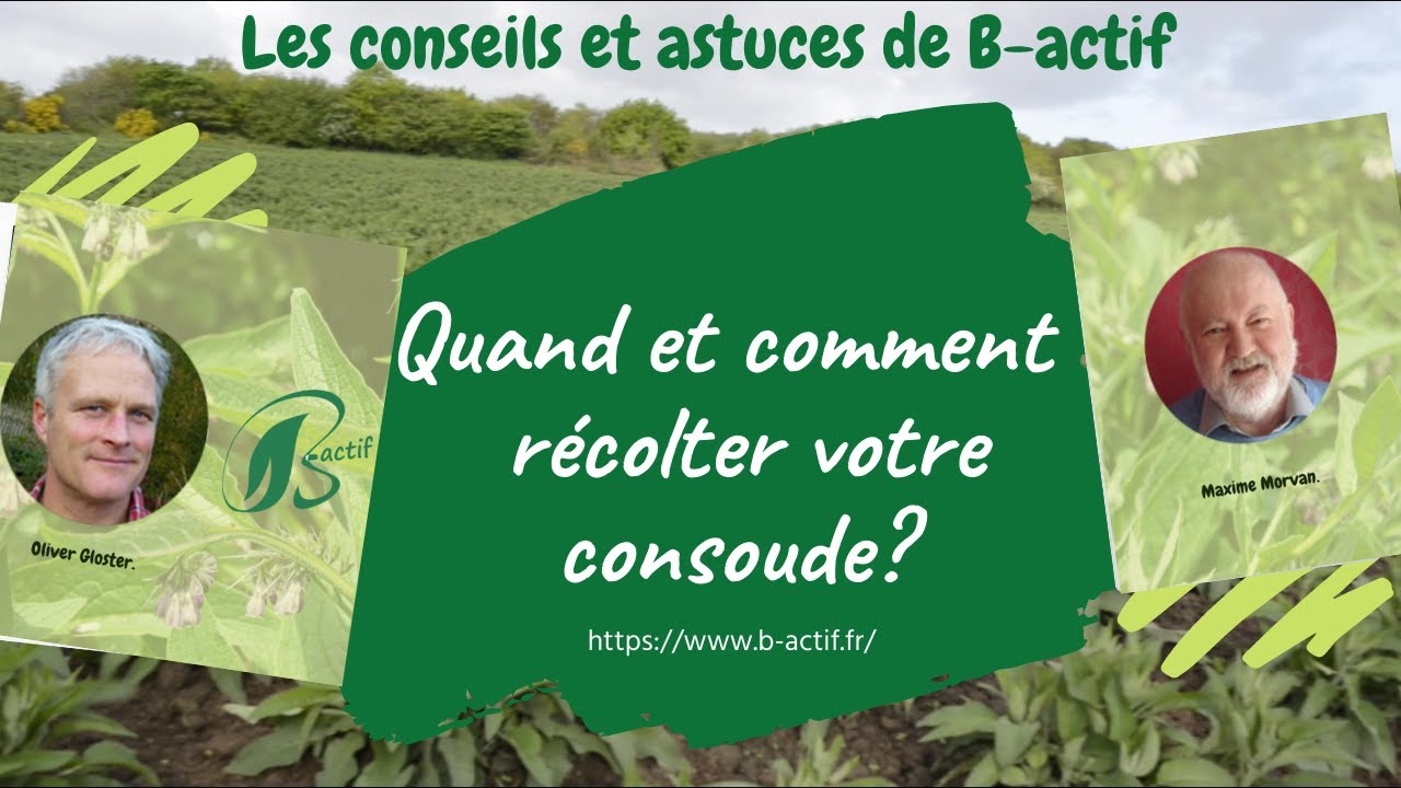 Comment et quand récolter de la consoude