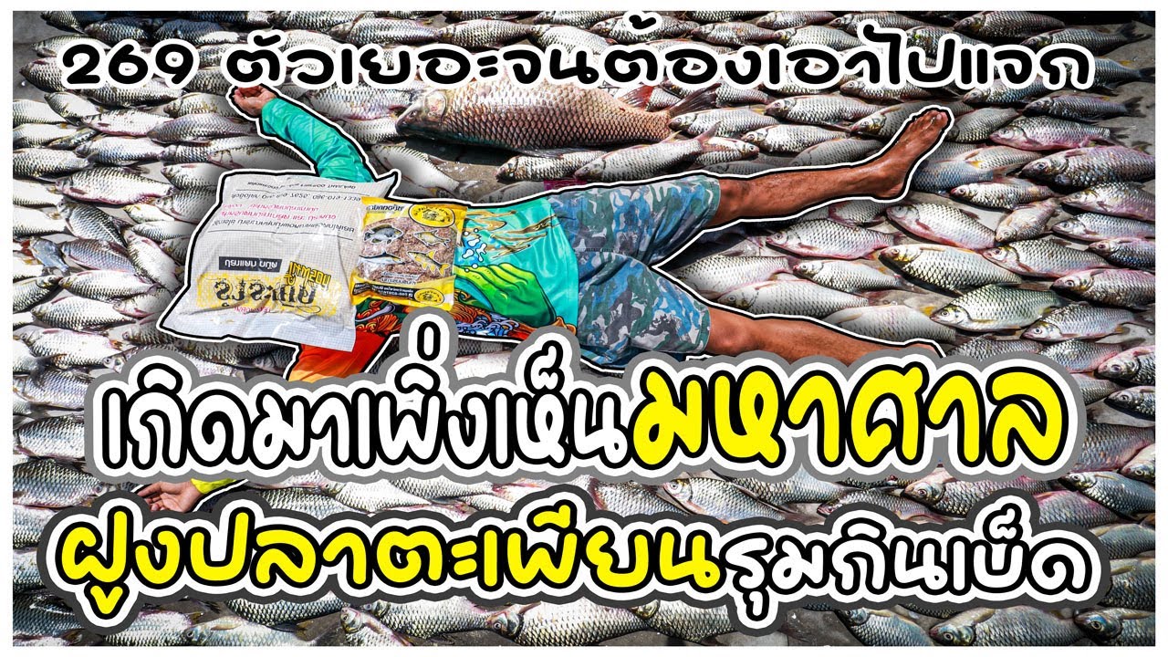 เกิดมาเพิ่งเห็น มหาศาลฝูงปลาตะเพียน รุมกินเบ็ด