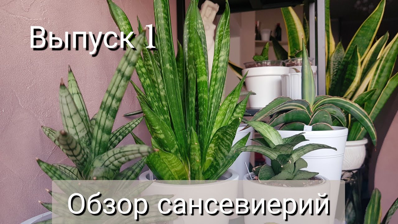 Выпуск 1. Обзор моей коллекции сансевиерий. Август 2024 год.