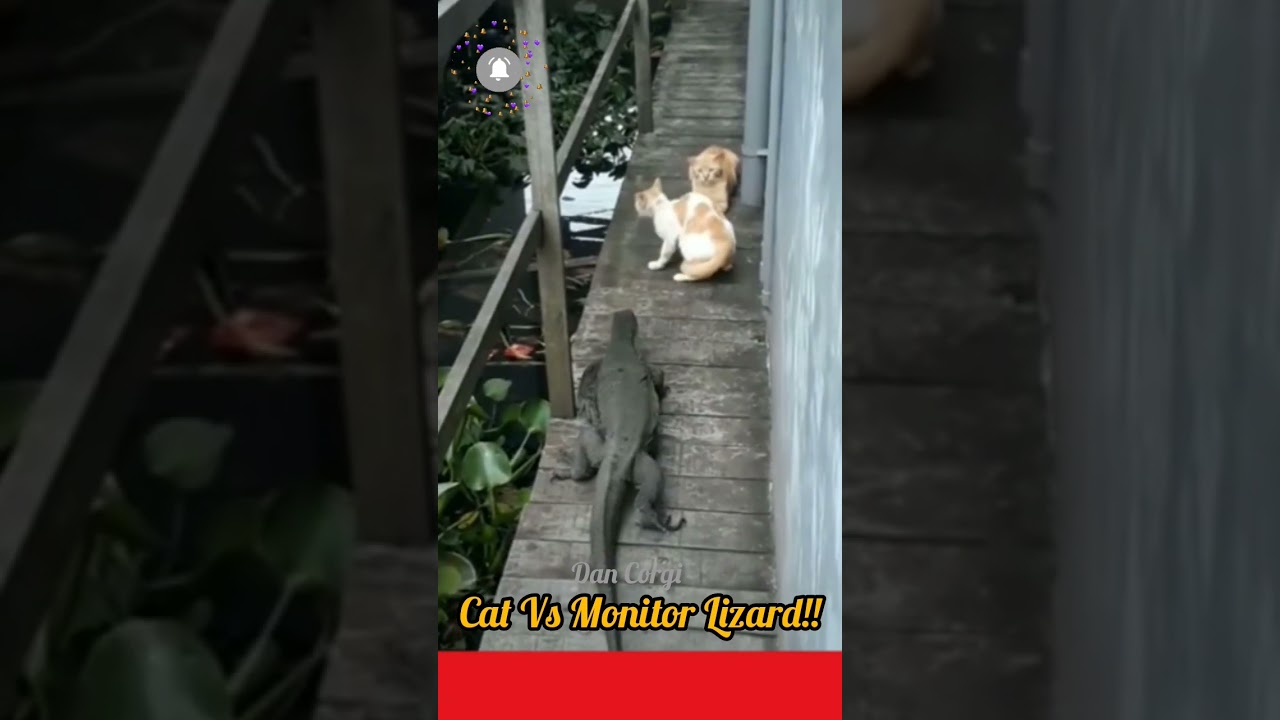 ⭕ Big Monitor Lizard V's Two Cats Part 1!! l #shorts