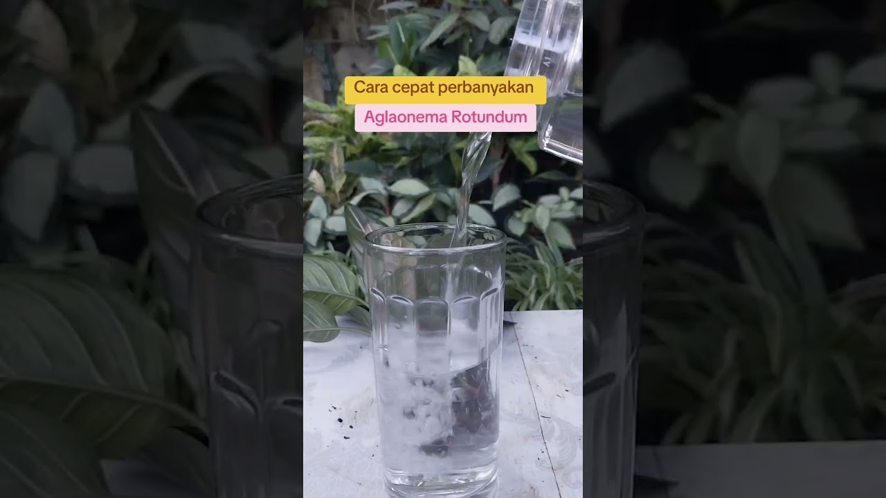 Cara cepat memperbanyak Aglaonema Rotundum  