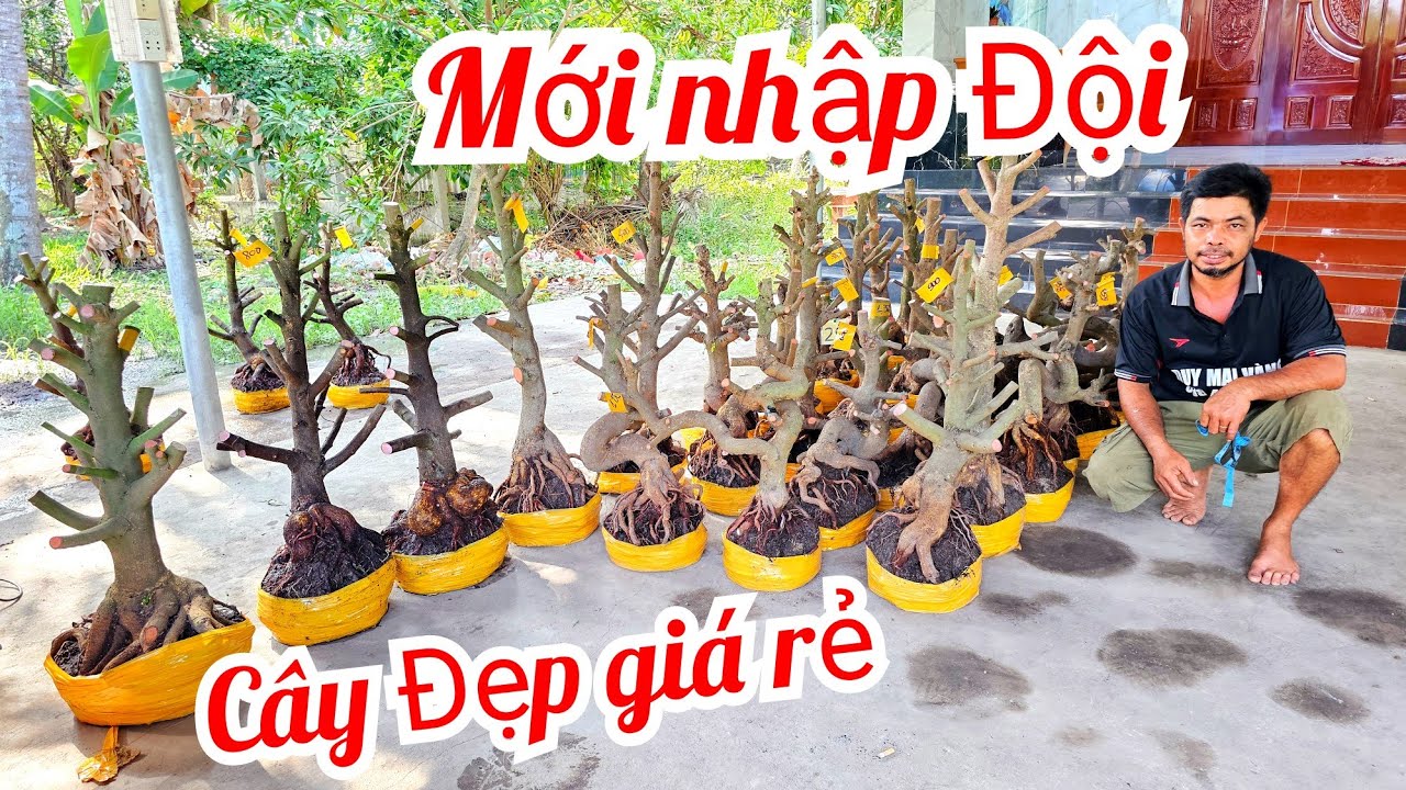 A Duy 📲 0384834321 khui vườn mới quái cây dáng long mai giảo Thủ Đức 12/3  (@MaivàngQuêdừa)