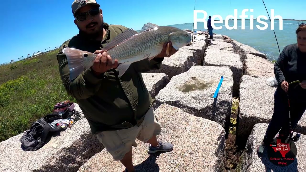 Redfish at the dolphin cove jetty