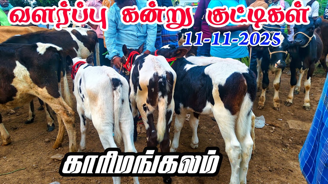 11-11-2025 வளர்ப்பு கன்று குட்டிகள் விலை நிலவரம்? காரிமங்கலம் சந்தை தருமபுரி மாவட்டம் 