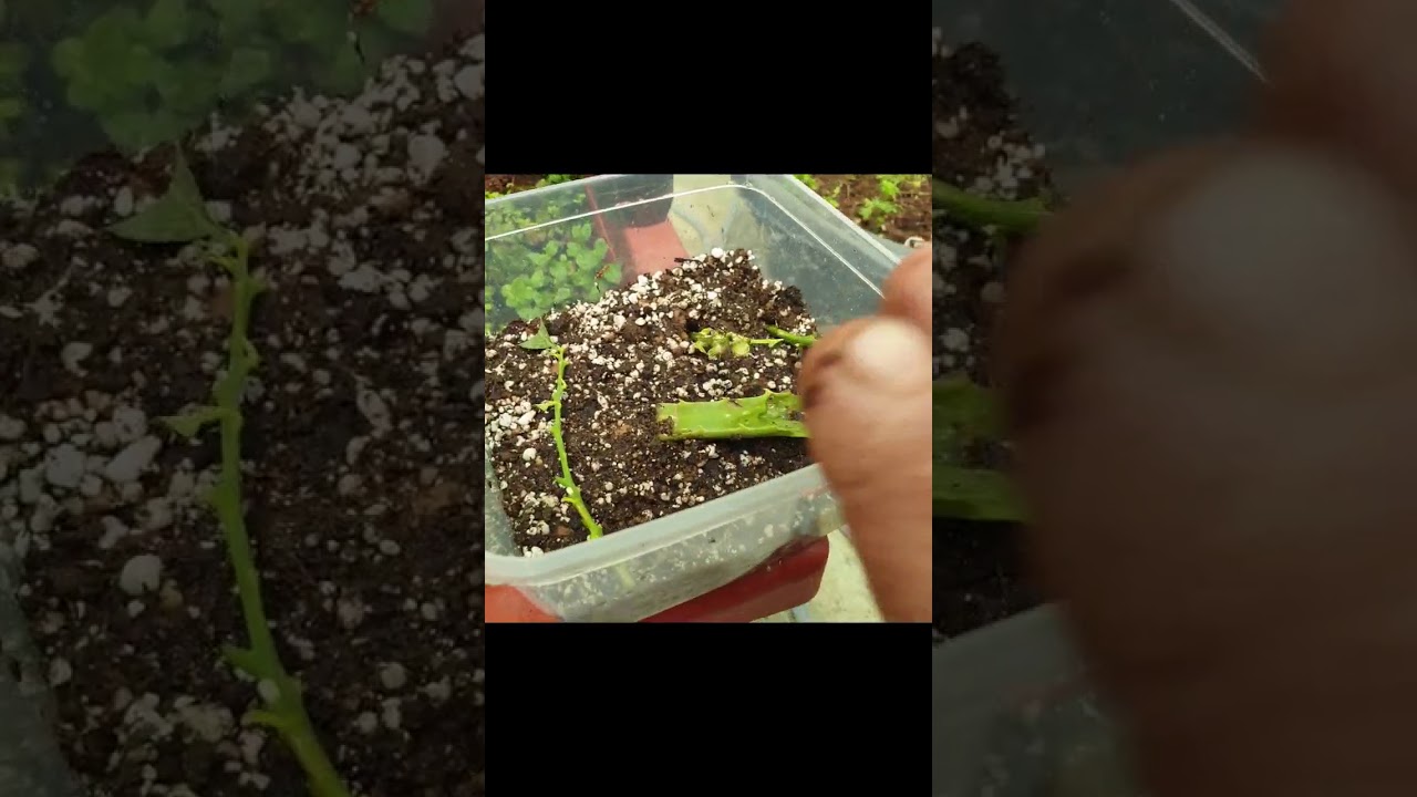 افضل طرق تكاثر الليمون بالقمم النامية والعقل الحديثة