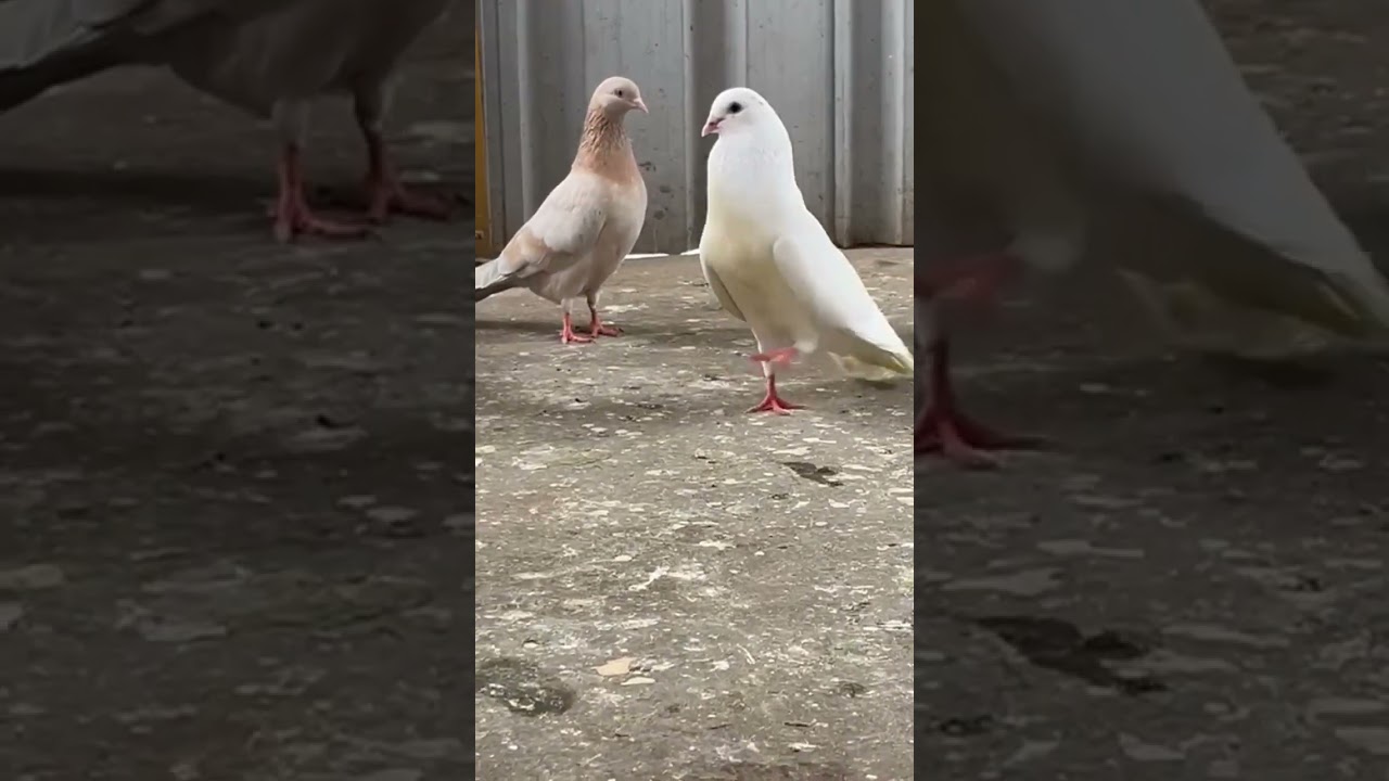 Short beak black eye  male 