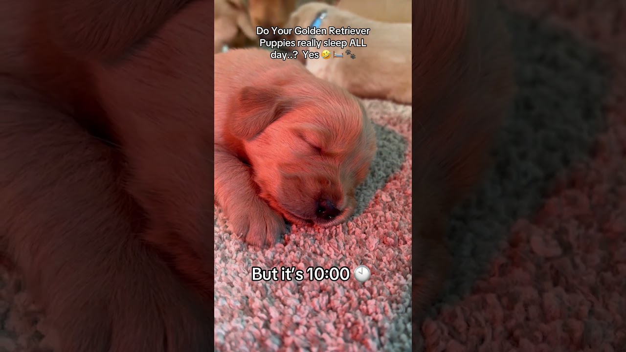 Are you gonna get up??🙄 #sleepingpuppy #goldenretrieverpuppy #peacefulpuppies