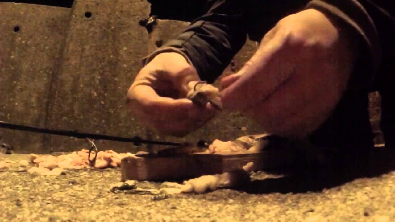 Shorefishing is magic... Thorny skate and Blackmouth catshark