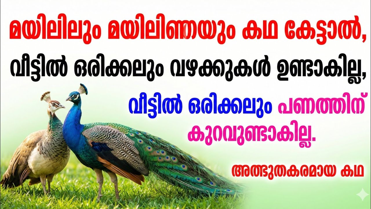 ഈ മയിലിന്റെ രഹസ്യ കഥ കേട്ടാൽ വീടിലെ ദാരിദ്ര്യം ശാശ്വതമായി മാറും! 🦚✨