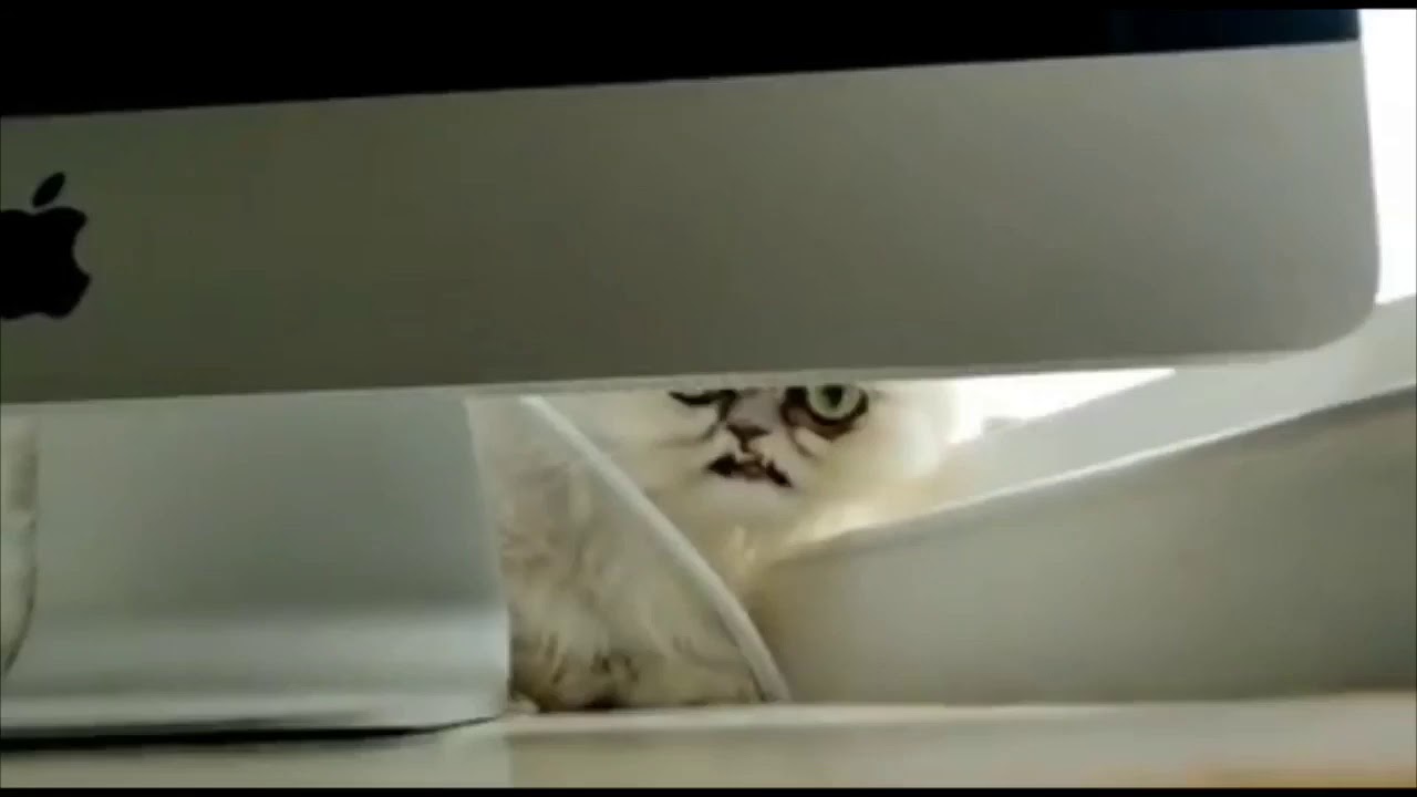 GO AWAY! I'm Trying To Watch Good Fellas | Michael Rapaport | Wilfred Warrior