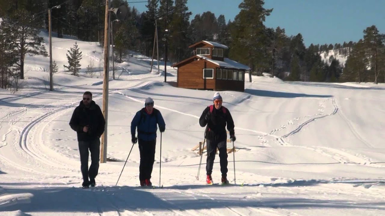 Birken på Nordmarka