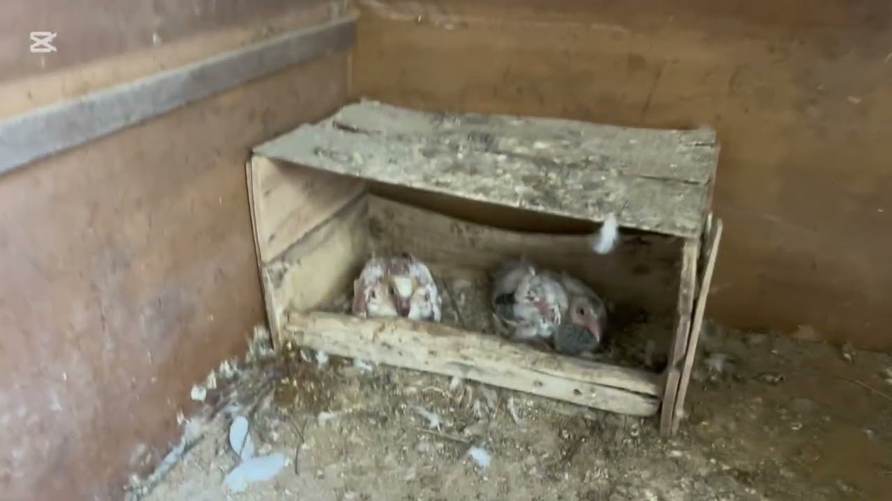 Mashallah bachy tyar ho gy 🕊️