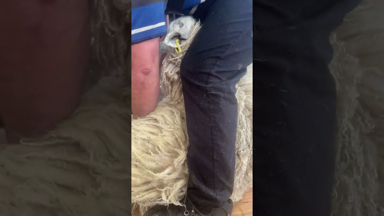 POV me getting a trim at the barber 🐑