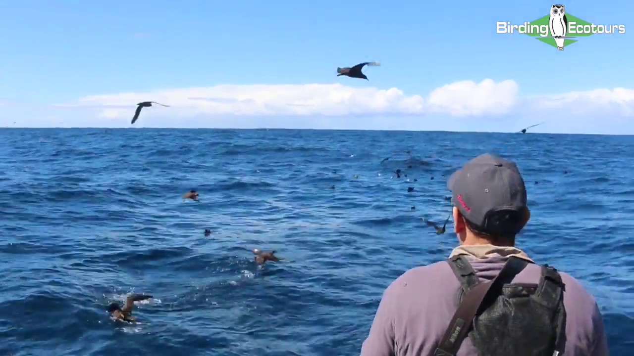 Pelagic Birding Trip - South Africa