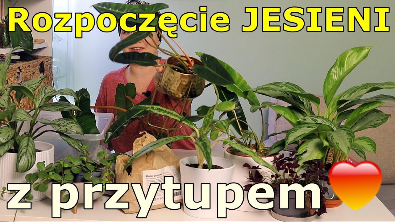 💚🍁🍄Roślinny Unboxing na Rozpoczęcie Jesieni 2023: nowe rośliny, gadanie, przesadzanie 💚