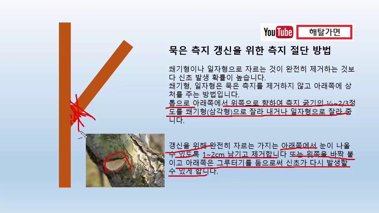 배나무 가지치기방법의 모든 것 배나무전정 전지, 결과지 선택, 신초유인방법, 꽃눈 선택, 묵은 가지 갱신, 쐐기형 일자형 자르기, 배나무 측지 간격, 솎음 전정, 전정 - 해탈가면