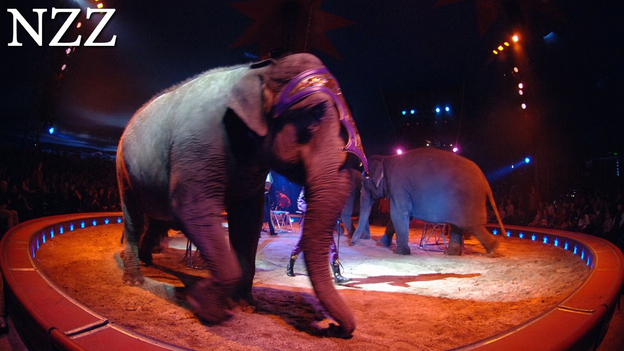 Zirkustiere - Dokumentation von NZZ Format (2007)
