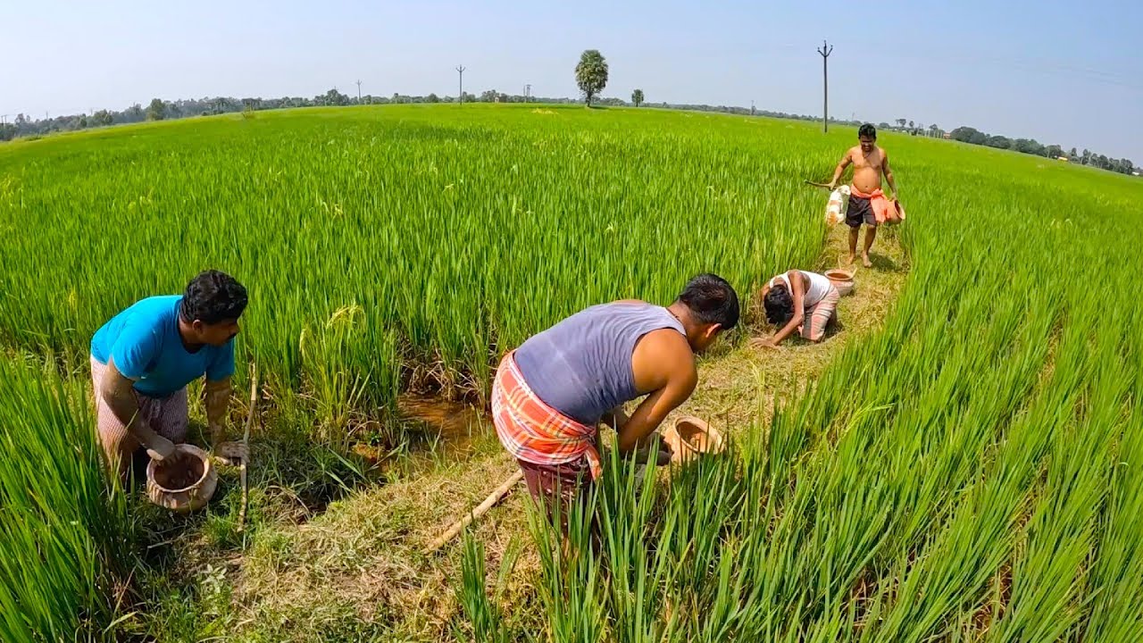 ধানক্ষেত থেকে মেঠো কাঁকড়া ধরে রান্না করে খাওয়া | Rice field Crab catching and cooking in village