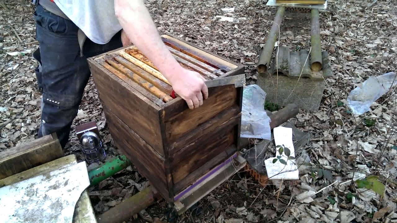 Aufsetzen zur Weidenbl&uuml;te