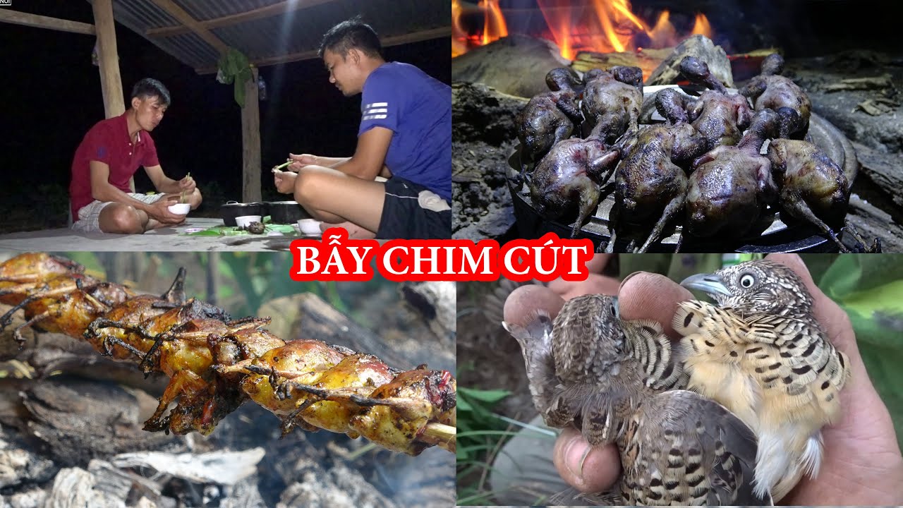 BẪ.Y CHIM CÚT, KIẾM ĂN TRONG RỪNG, TRẢI NGHIỆM NGỦ RỪNG, CUỘC SỐNG HOÀN DÃ - P8