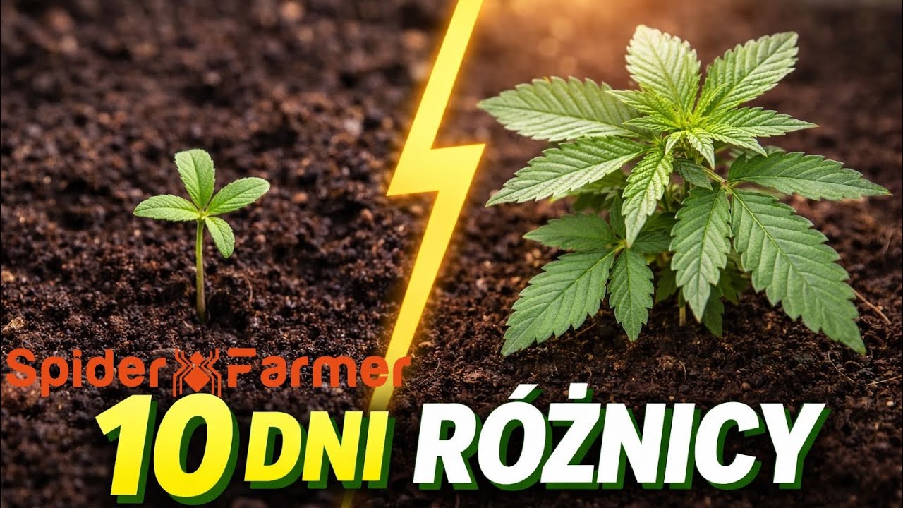 MARIHUANA W 10 DNIU ŻYCIA… 🌱 Spider Farmer GGS5