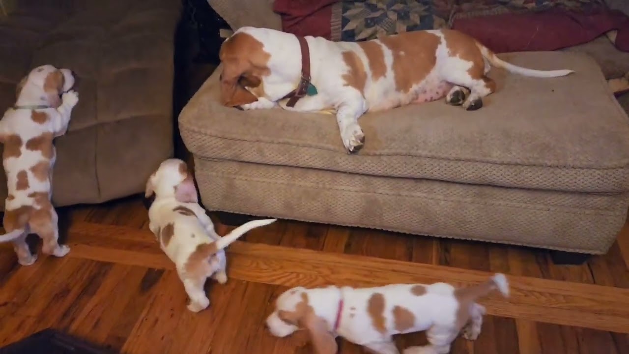 Momma Lily with the babies at 8 weeks old