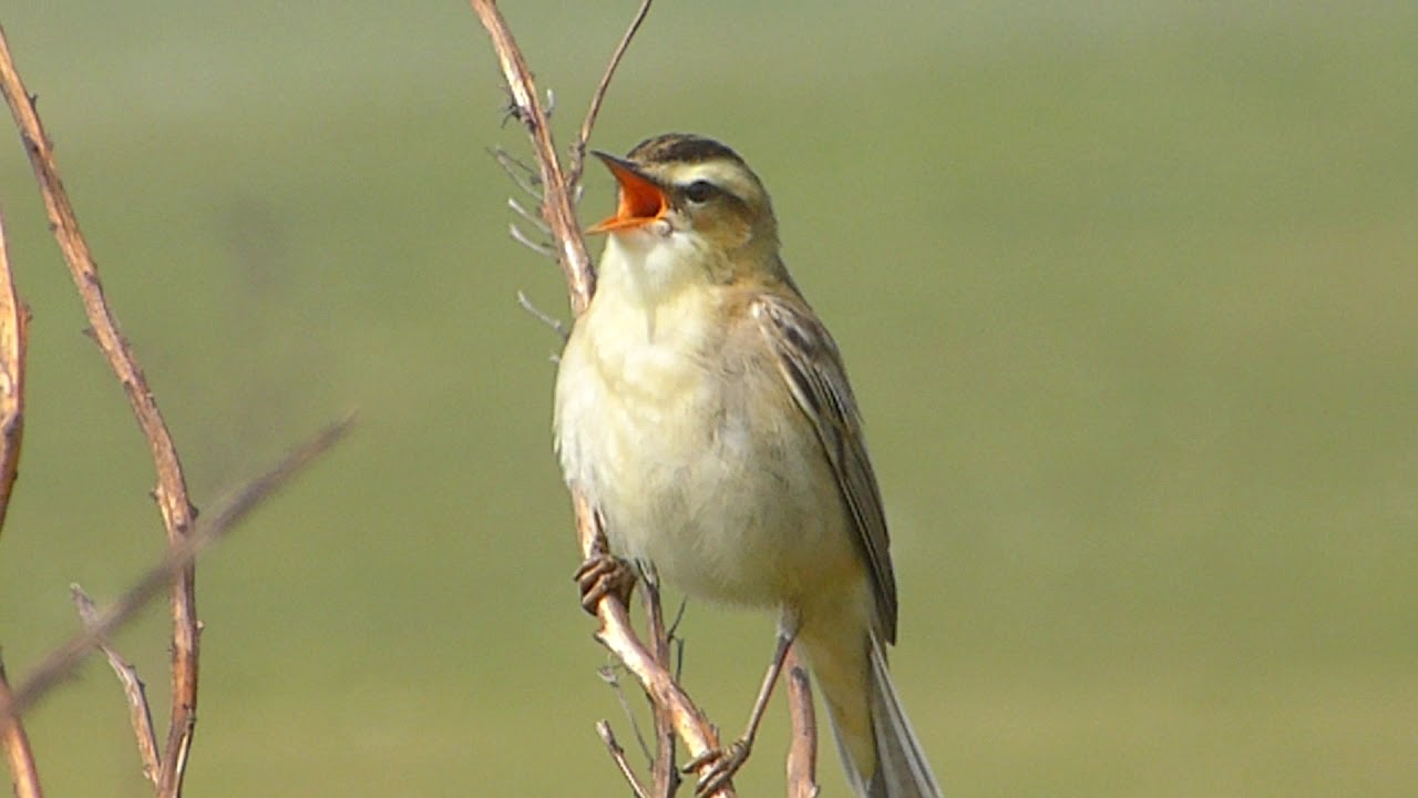Sedge Warbler (Acrocephalus schoenobaenus)