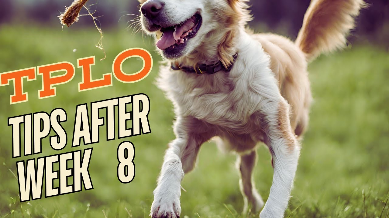 How to Care For Your Dog After TPLO Surgery