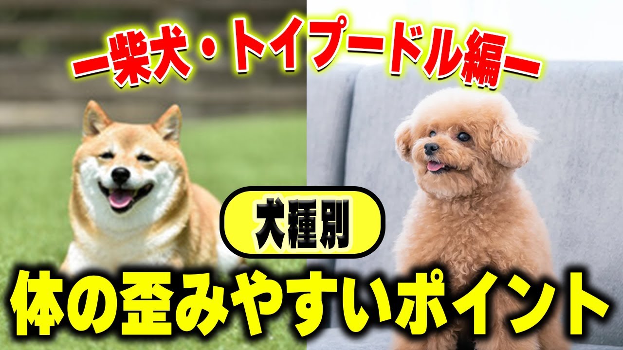 【犬の豆知識】柴犬・トイプードル編 体の歪みやすいポイント解説！