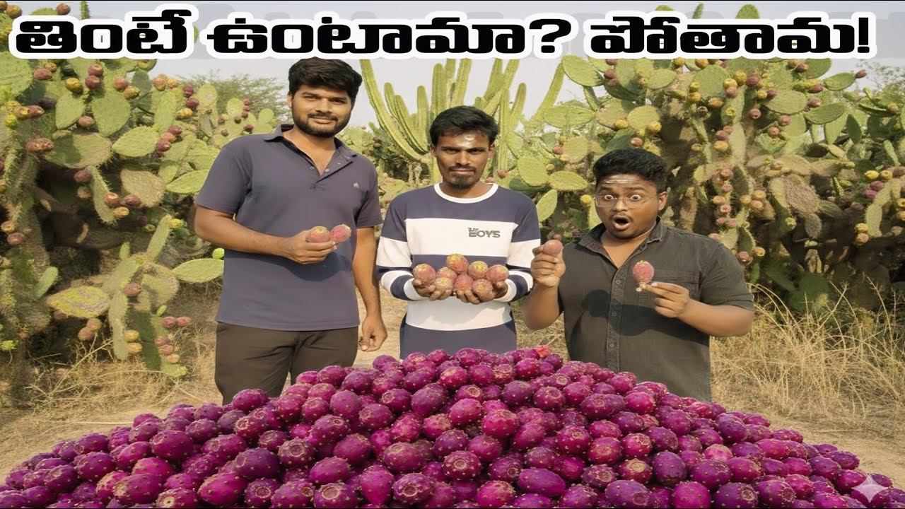 🌵నాగజెముడు పండు ప్రయోజనమ? ప్రమాదమా!|వీటి వల్ల ఉపయోగాలు 🤯|#cactus 🌵#viral #trending #foryou