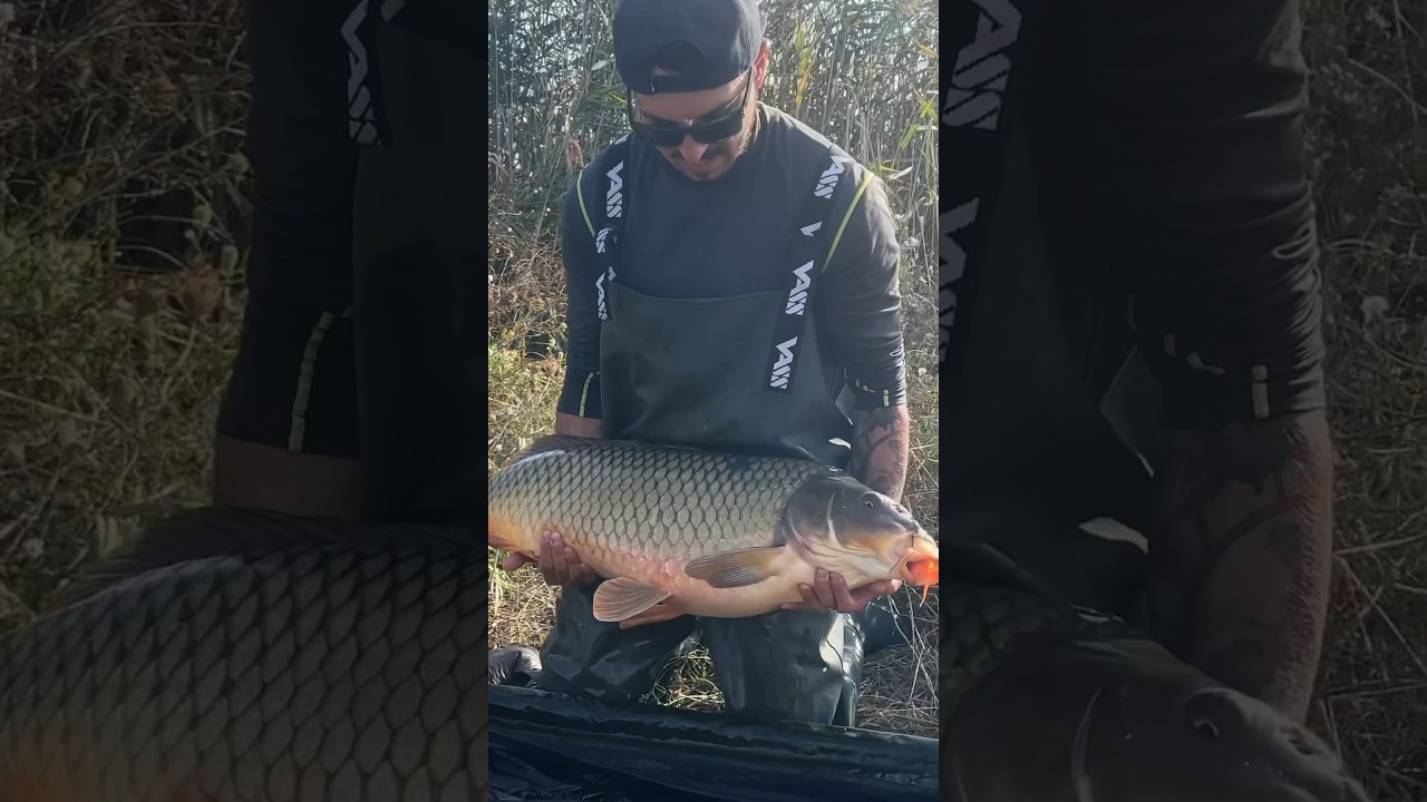 ‼️A carp to remember‼️ #carpography #carplife #carpfishing #catchandrelease #daiwa #carplove #