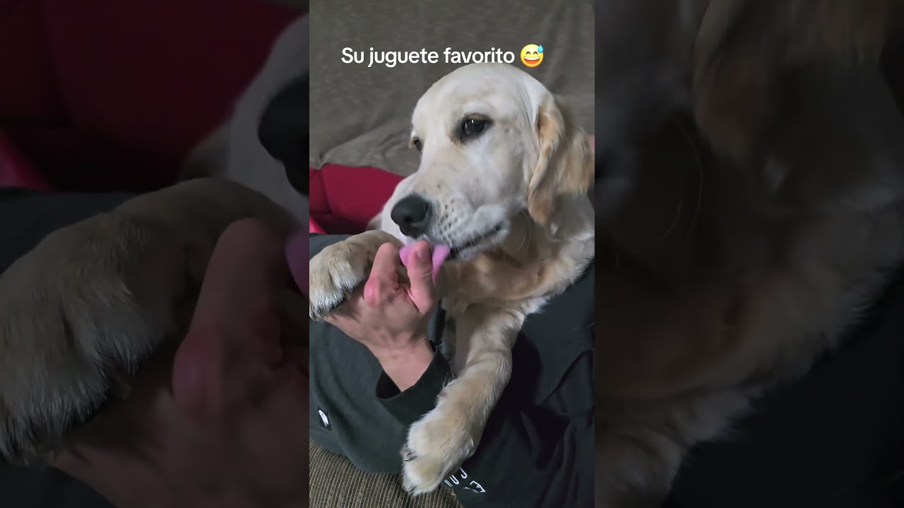 Todo el dia mordiendole las manos😅😅😅 