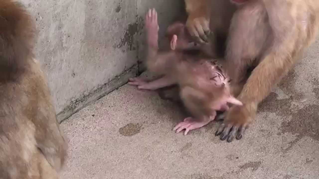 Baby monkey 16days old.　ニホンザルの赤ちゃん2014生後16日目②（釧路動物園）